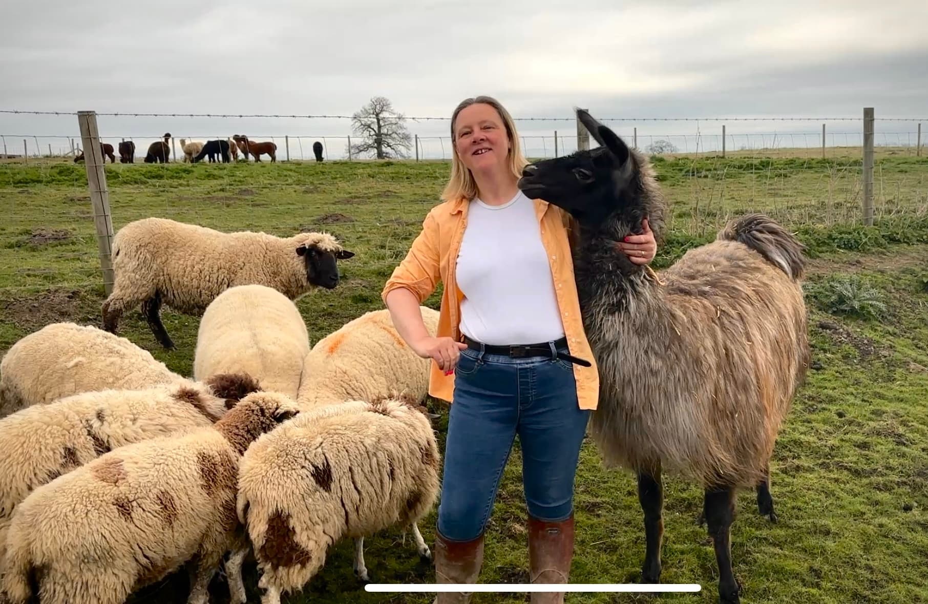 Woman posing with alpaca and flock on grassy farm pasture