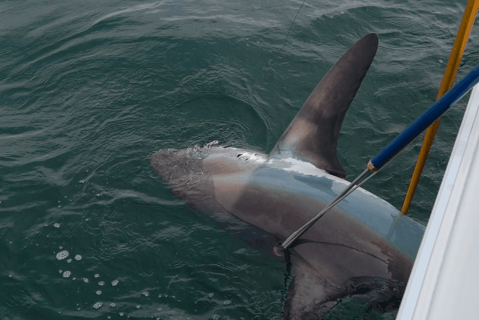 Eight Hour Mid And Offshore Shark Fishing