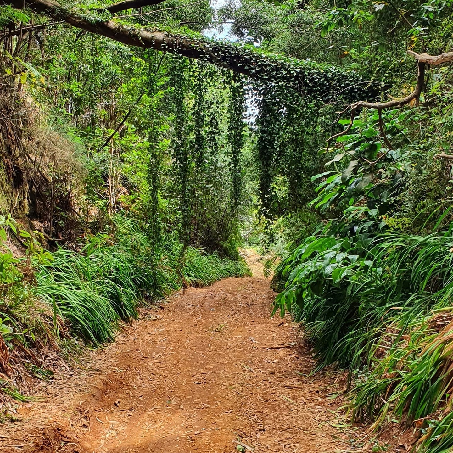 Land Adventures with Madeira Off Road Tours: Discover Madeira's Wild Side