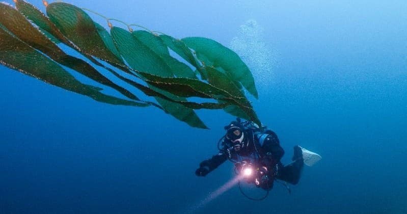 Master Underwater Navigation with PADI in Avalon, Catalina Island