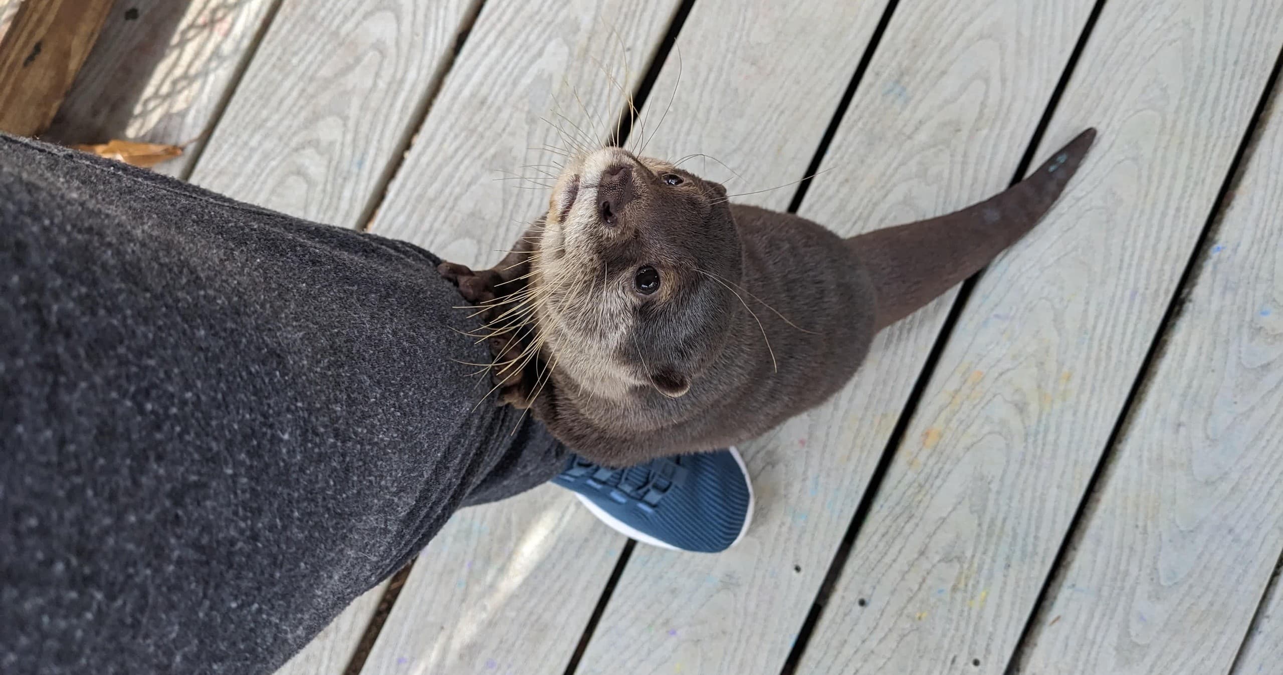 Otter Meet & Greet in Cleveland, Georgia
