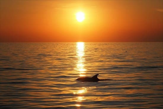 Private Sunset Dolphin Sail Aboard the Lazy Daze Catamaran in Panama City Beach photo 1