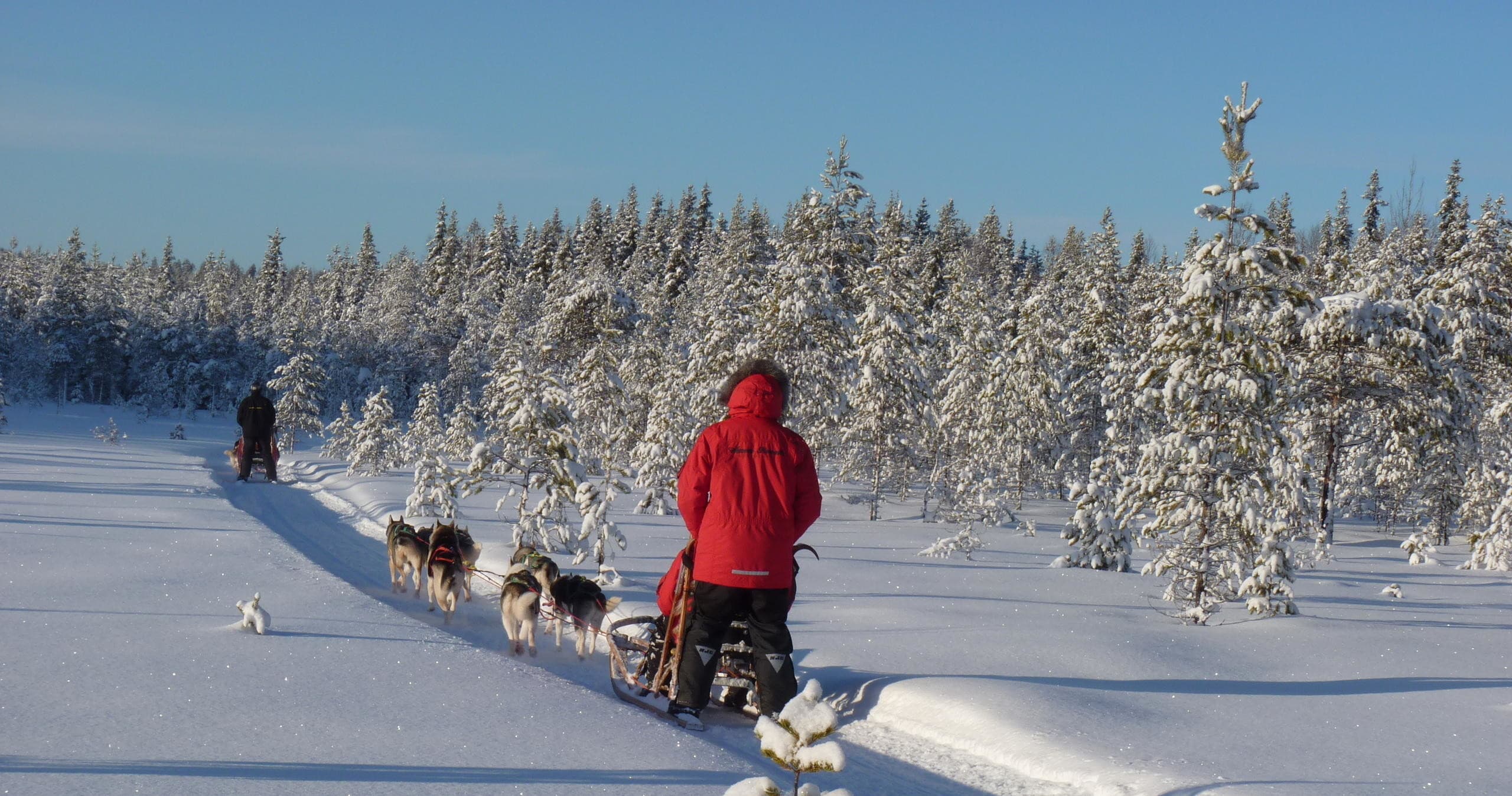 Dog Sledding with Aurora Borealis Adventures in Vindeln