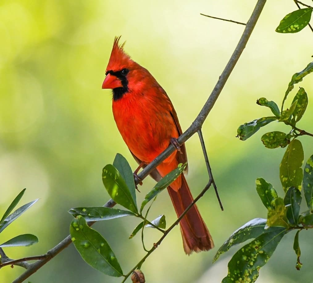 Fireside Wintering Birds Dinner in the Carolina Bight — Beaufort's Lowcountry Night