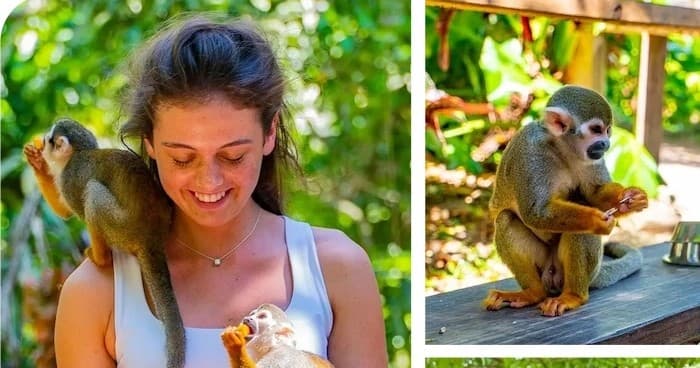 Experience Monkeyland Punta Cana: A Unique Wildlife Adventure in the Dominican Republic