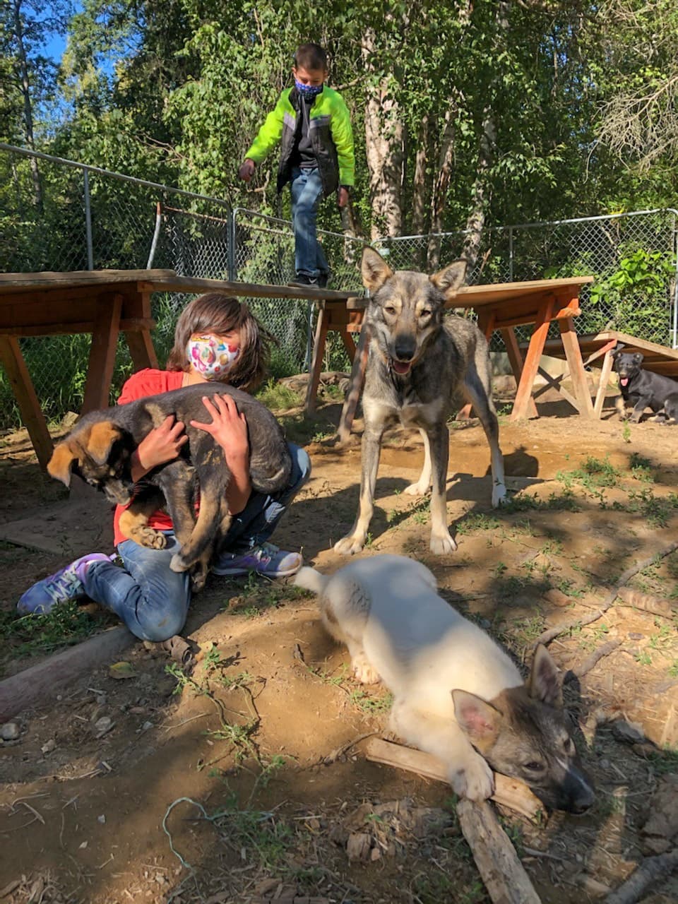 Summer Dog Sled Adventure with Snowhook Guides of Alaska in Willow