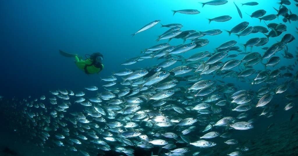 Water Activities with Buceo Canarias: Dive into Tenerife's Underwater World