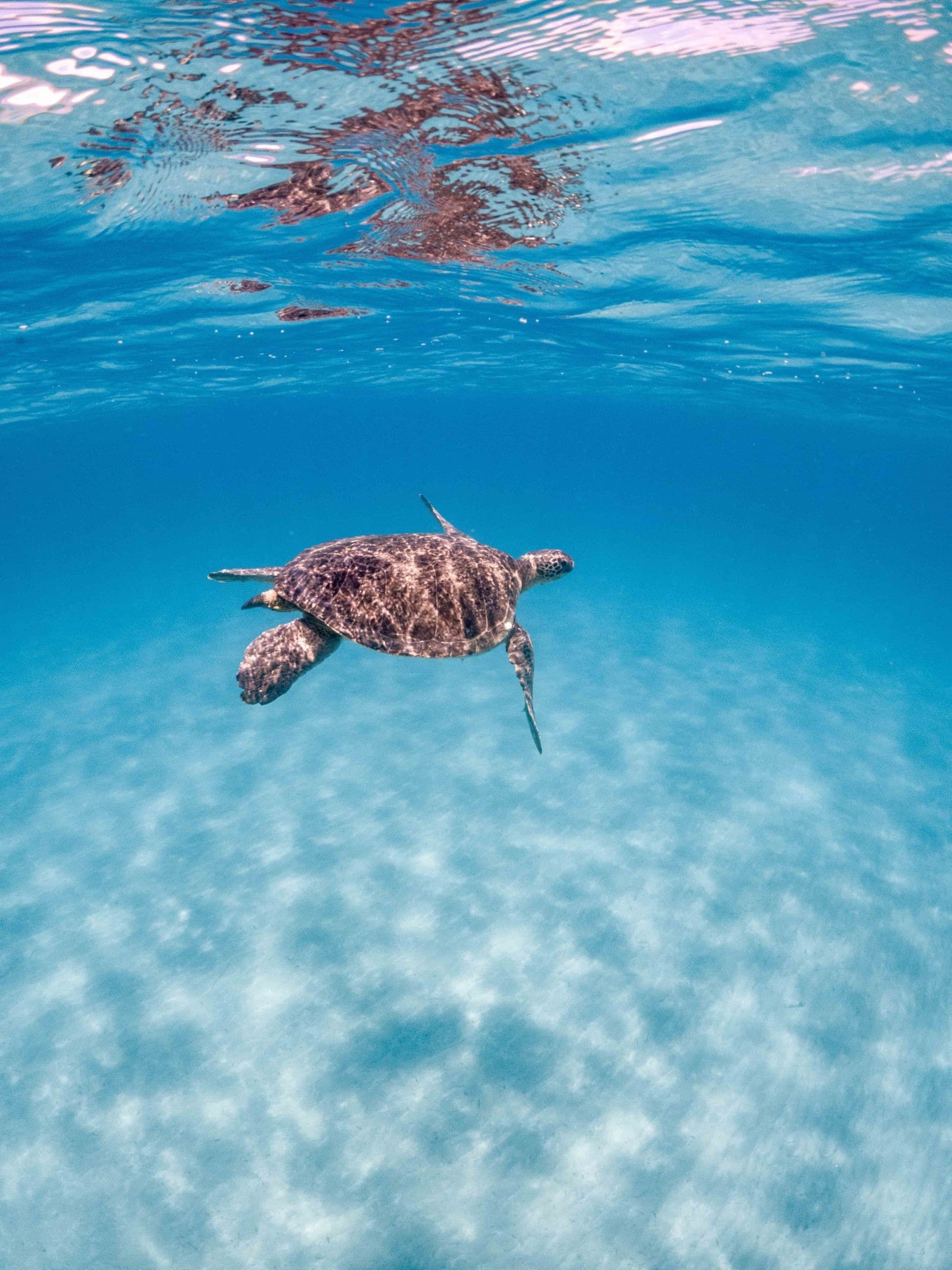 Glass-Bottom Turtle Cruise to Marathonissi & Keri Caves — Zakynthos 3-Hour Adventure