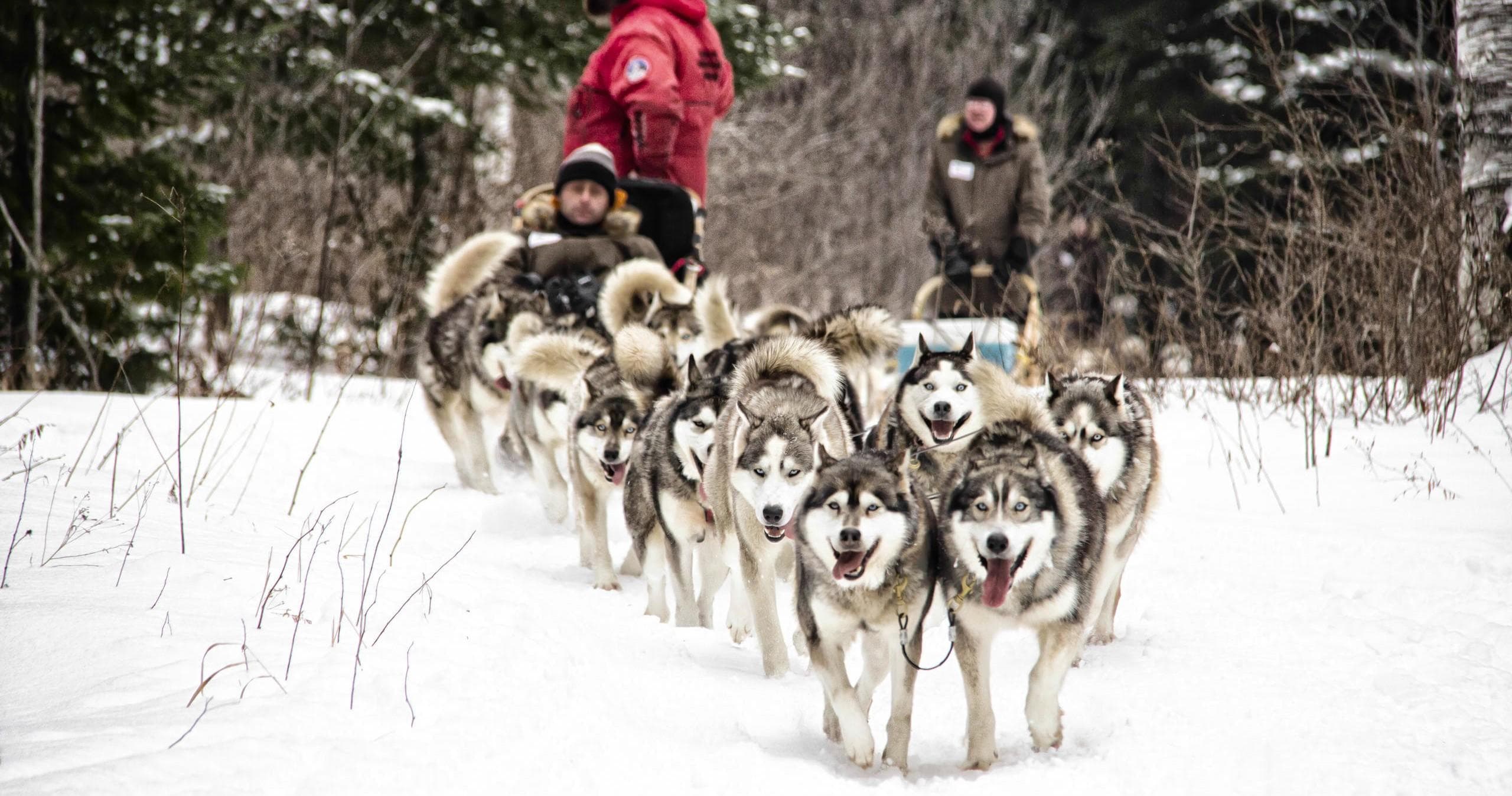 Dog Sledding Adventure at Chalets Villégiature & Pourvoirie Daaquam