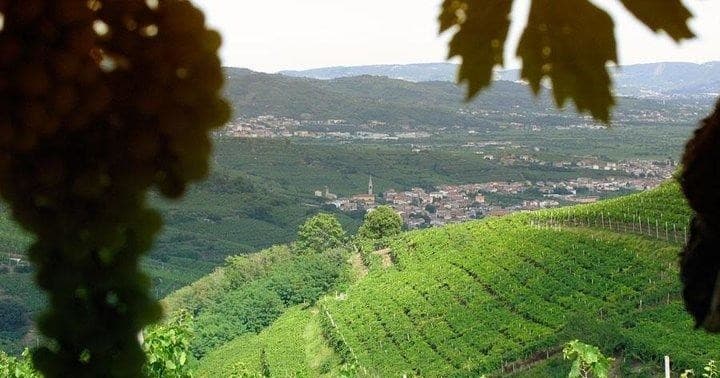 Amarone & Soave Wine Tour with Italy Tours and More