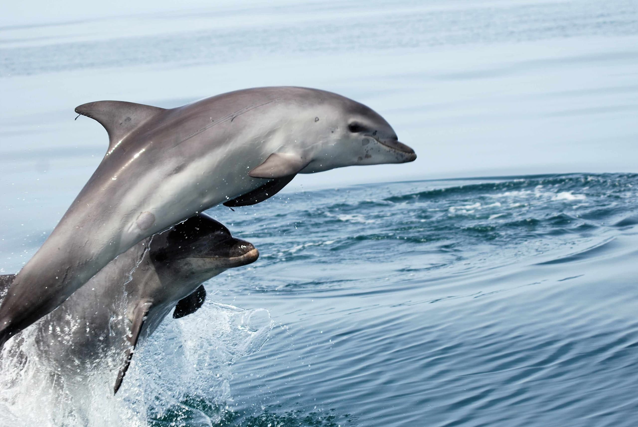 Bottlenose dolphins leaping from ocean near Algarve coast