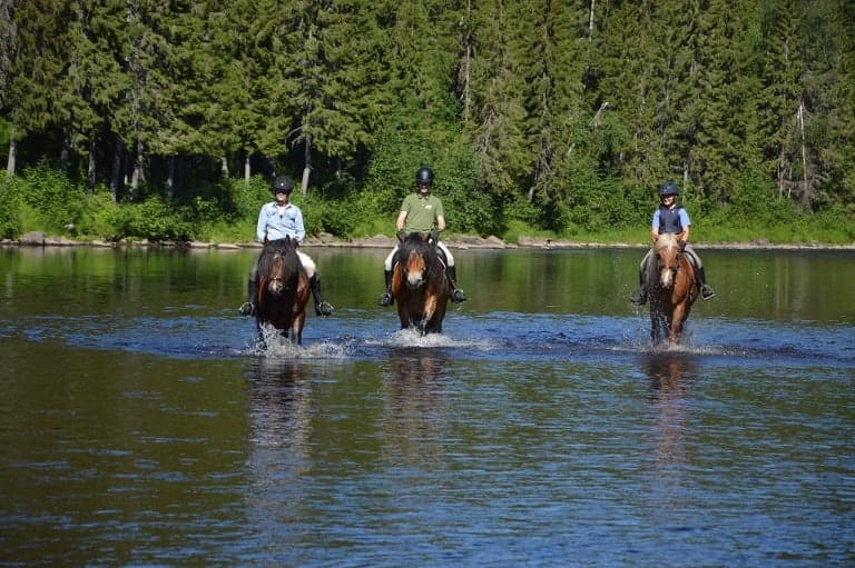 Backfors Gård’s Älvritten: Three-Hour Horseback Ride in Bjurholm