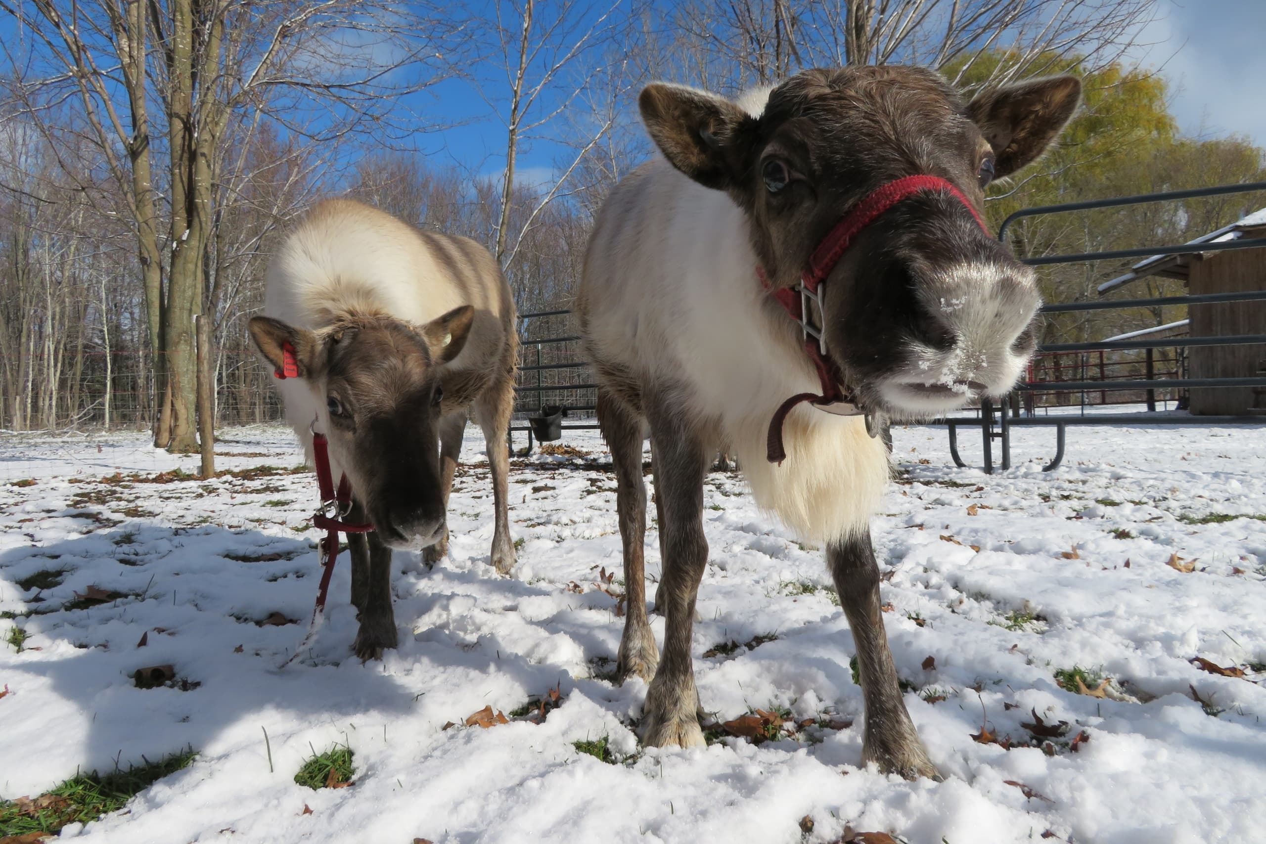 Shortsville Reindeer Farm team