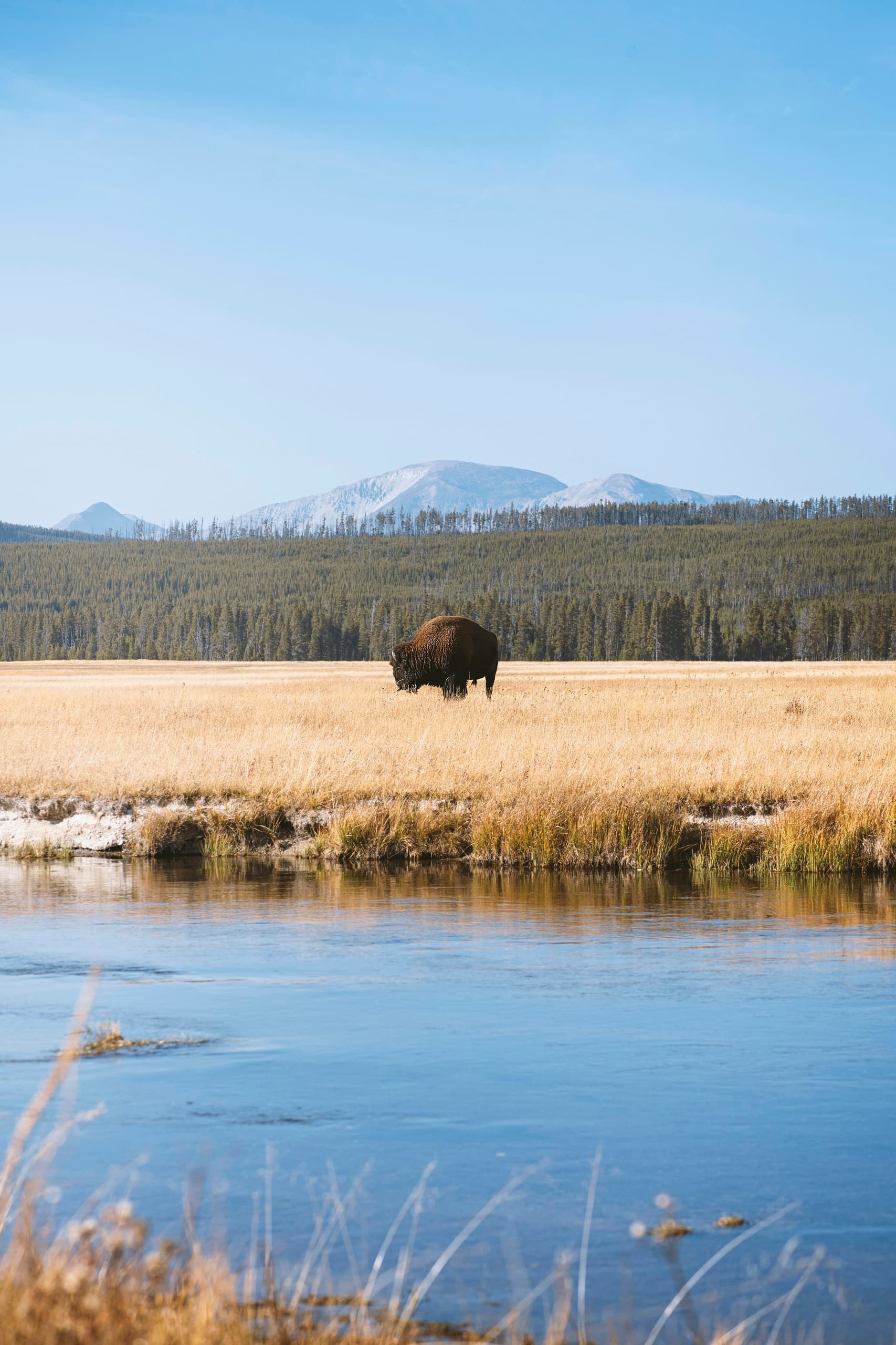 Bison grazing on river meadow with mountain backdrop