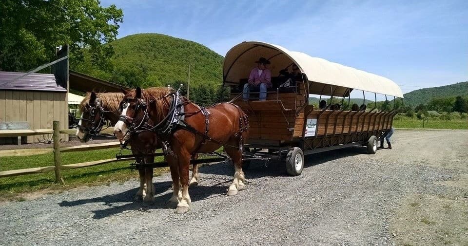 Ole Covered Wagon Tours fleet
