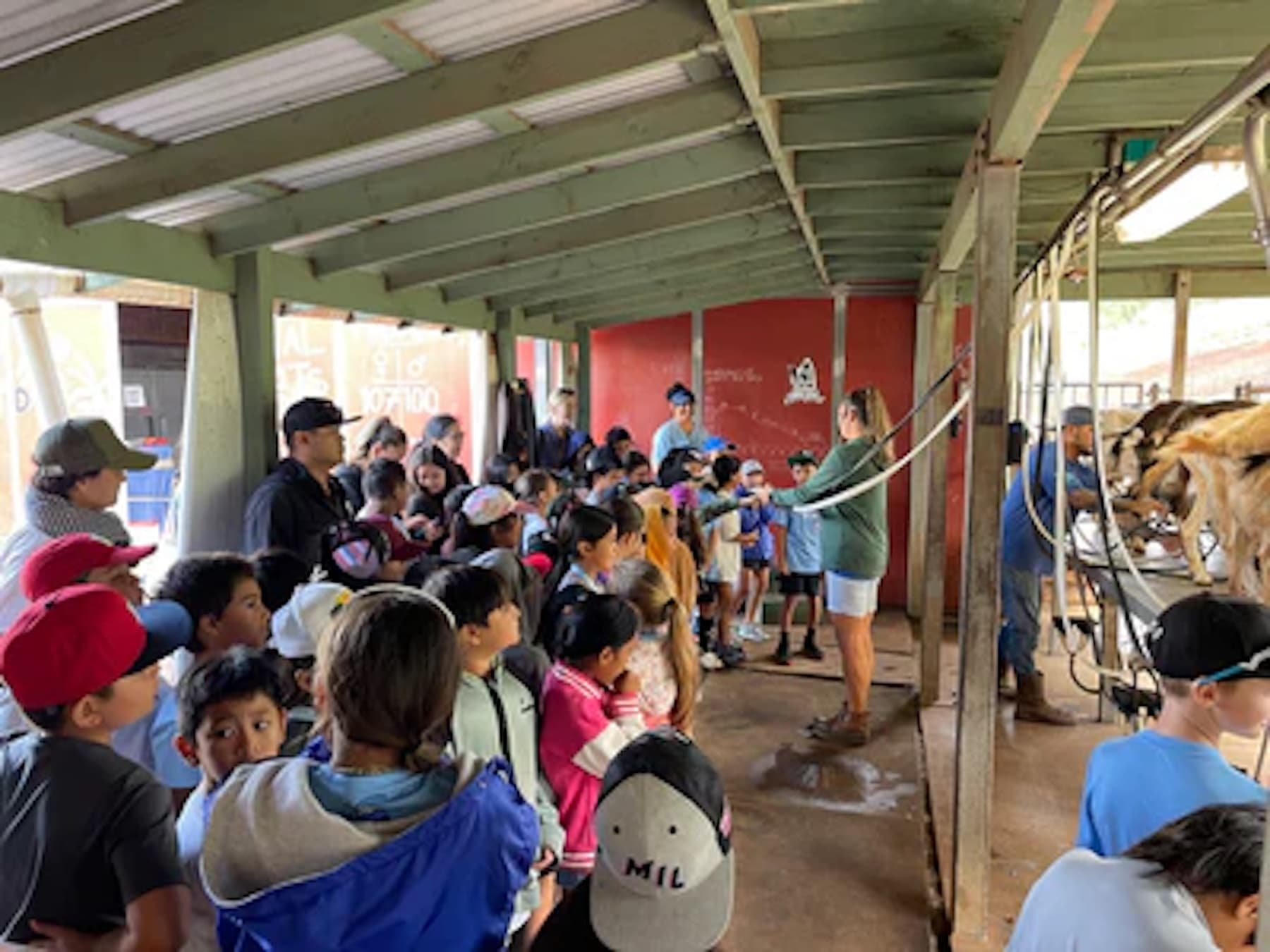 Goat Milking & Chore Tour at Surfing Goat Dairy in Kula