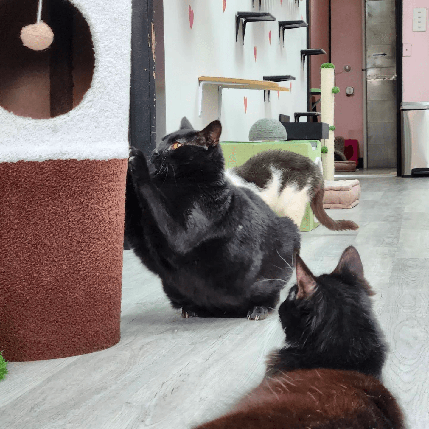 Unwind with Shelter Cats: Cozy Cat Cafe Sessions in Beacon, NY