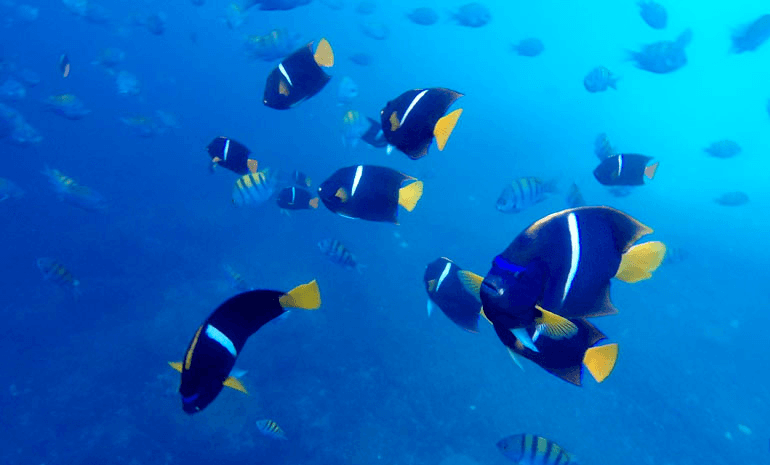 Water Activities & Los Arcos Snorkeling in Puerto Vallarta