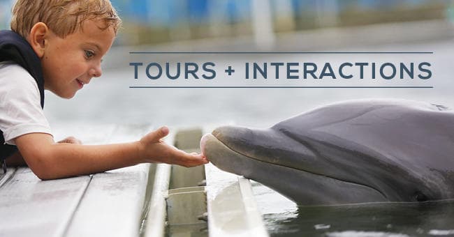 Child feeding and touching dolphin at seaside dock interaction