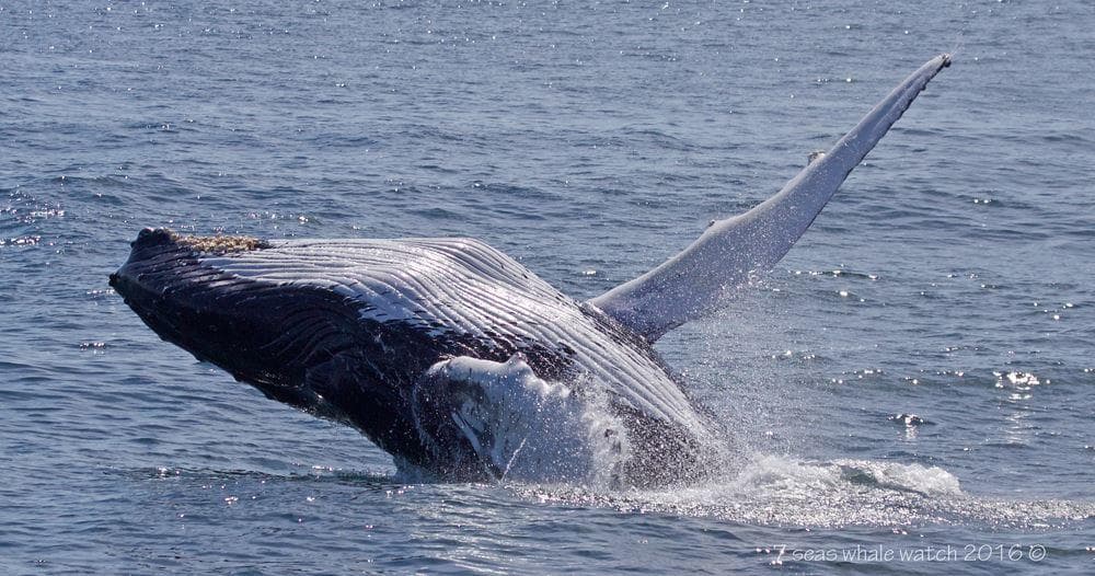 Humpback whale breaching ocean surface during whale watch