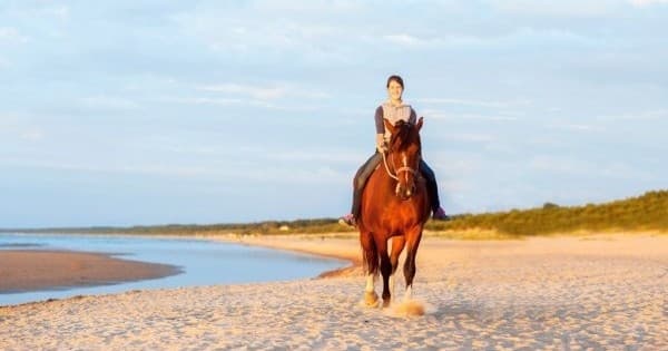 Beach Horseback Riding in Luquillo, Puerto Rico: 2-Hour Coastal Trail Ride
