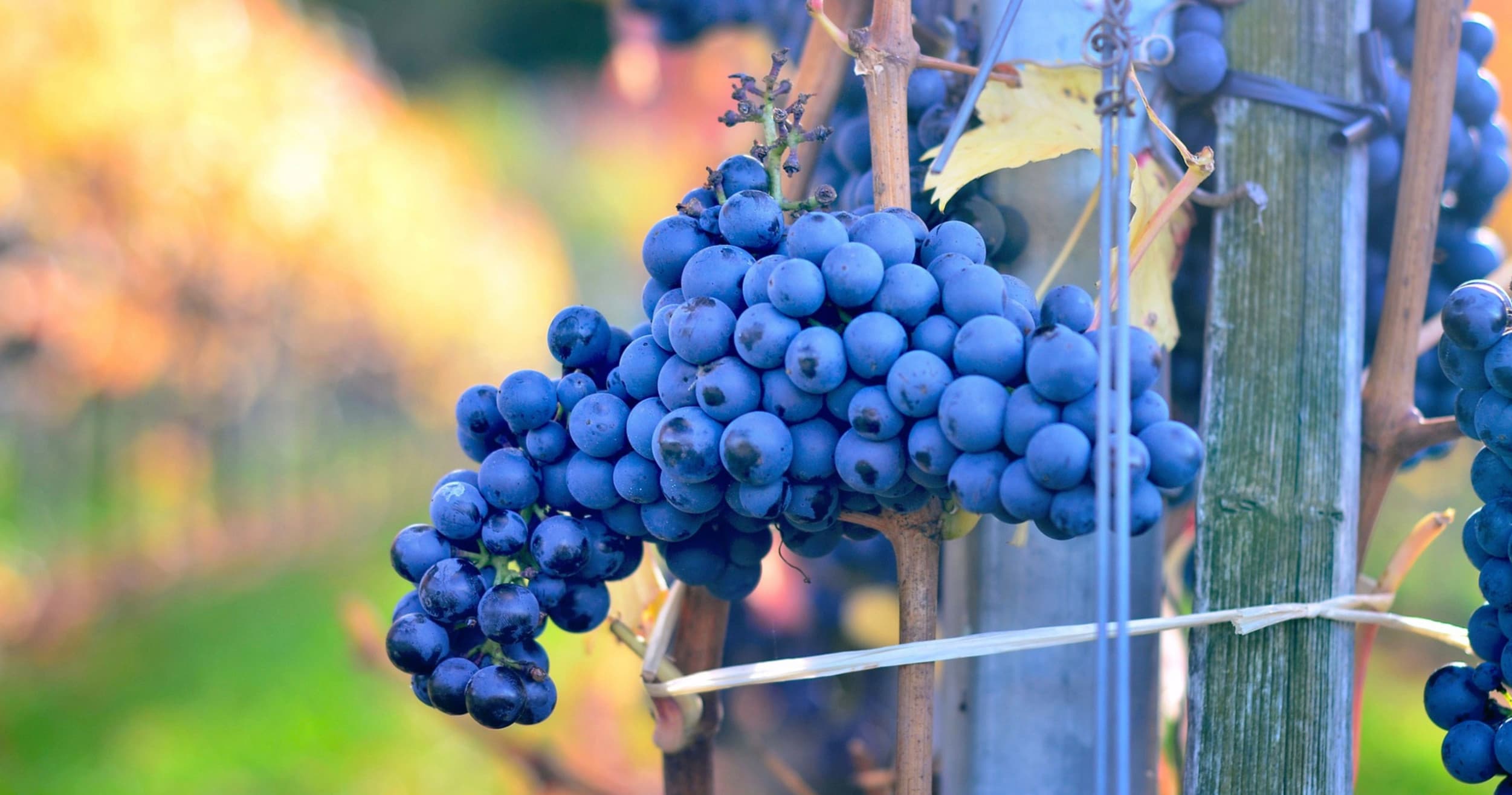 Close-up purple grape cluster on vine in vineyard