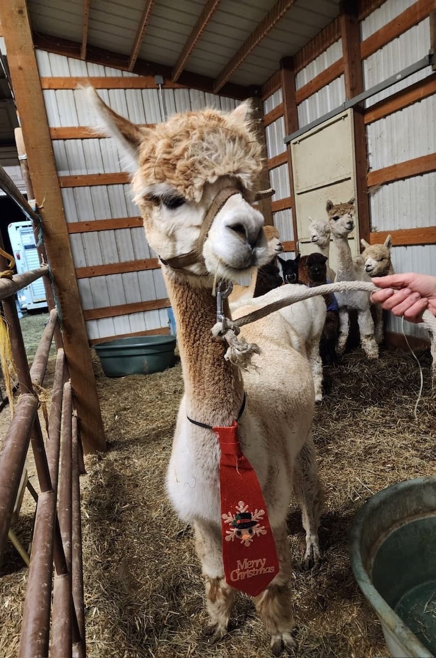 Wasatch Back Alpacas fleet