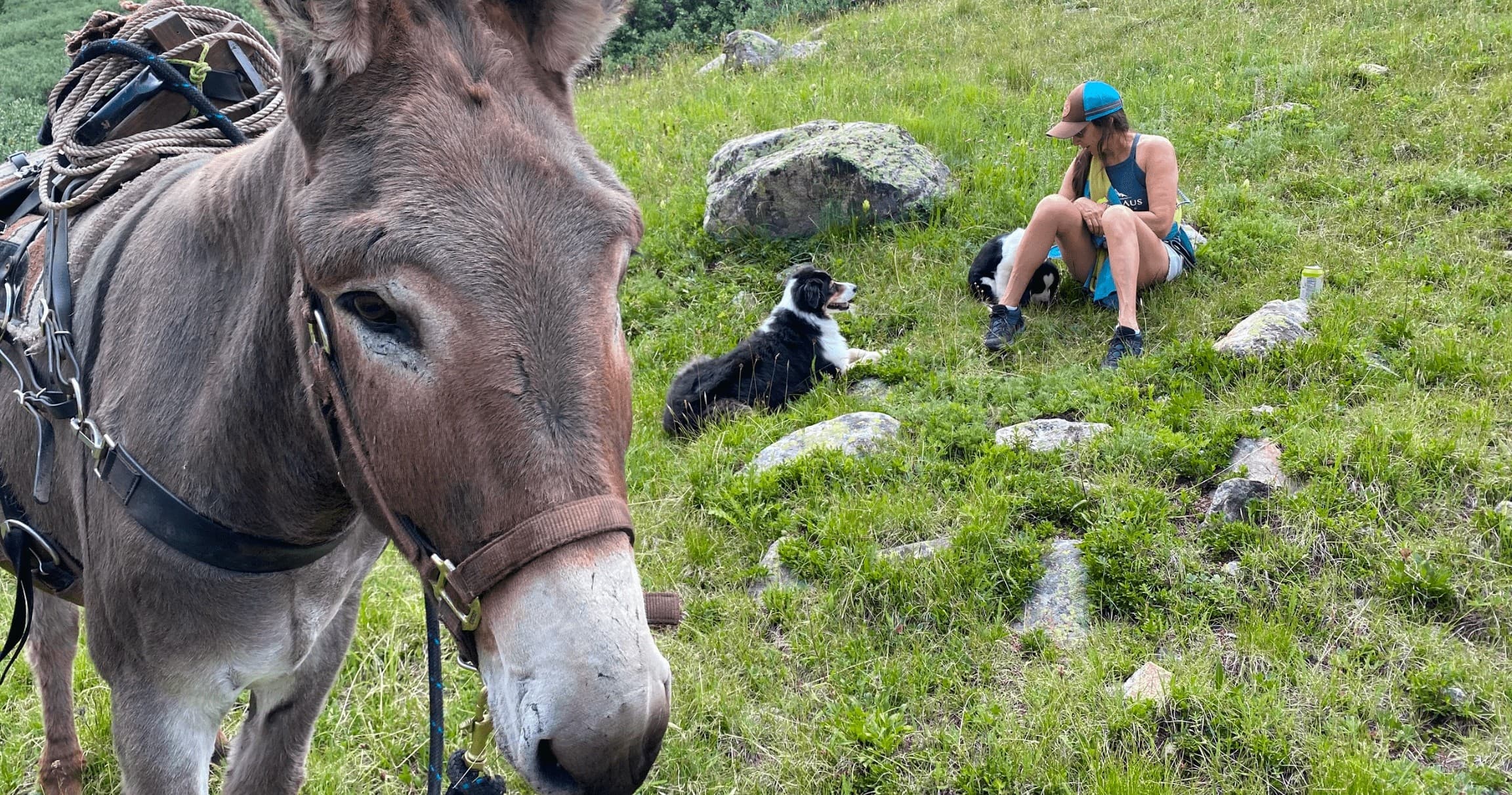 Backcountry hiker resting with pack donkey and dog on alpine meadow