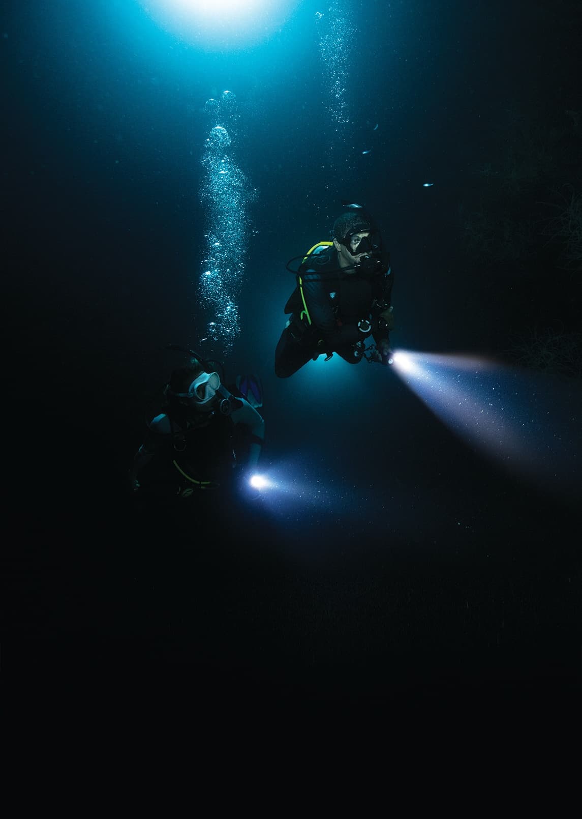 Night and Day on Molasses Reef: Key Largo’s Pennekamp Dive Experience photo 3
