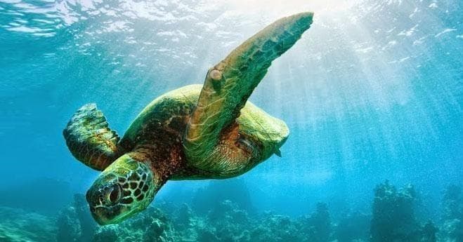 South Maui Premier Kayak & Snorkel Adventure in Kihei