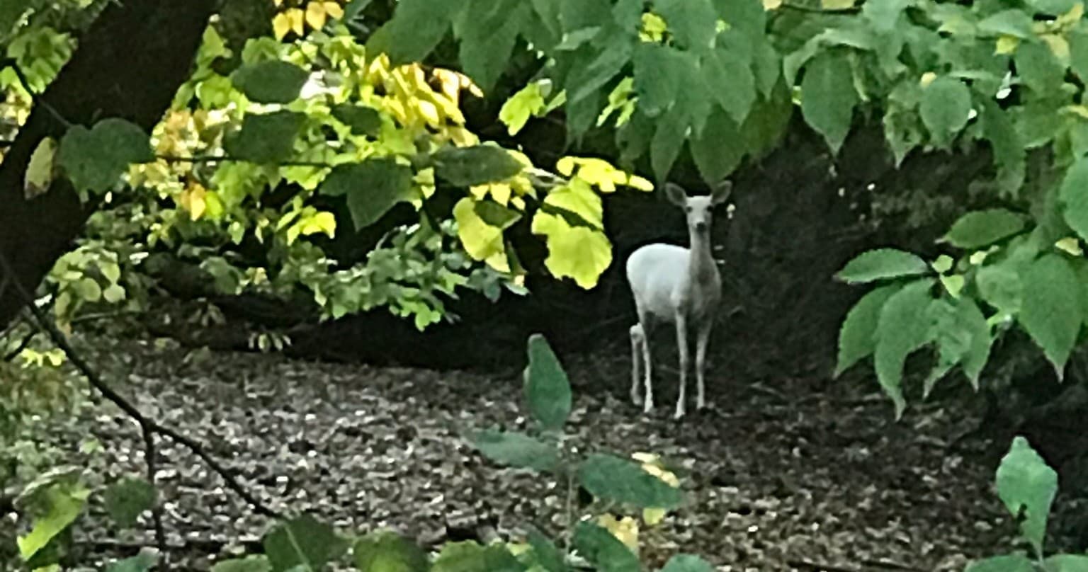 Land Adventures at Deer Haven Park: A Unique Guided Walk