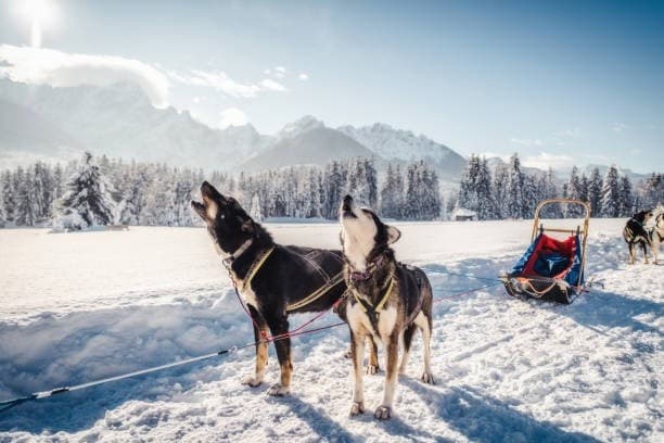 Drive a Husky Team Through Lapland: 15–18 km Husky Safari in Sirkka photo 1
