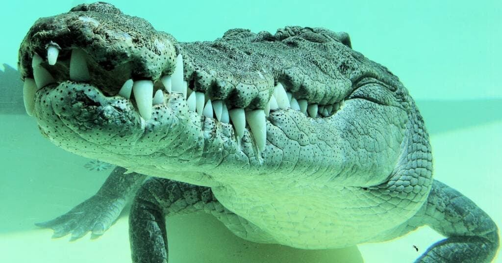Face the Strike: Private Saltwater Crocodile Feeding Experience in Alice Springs