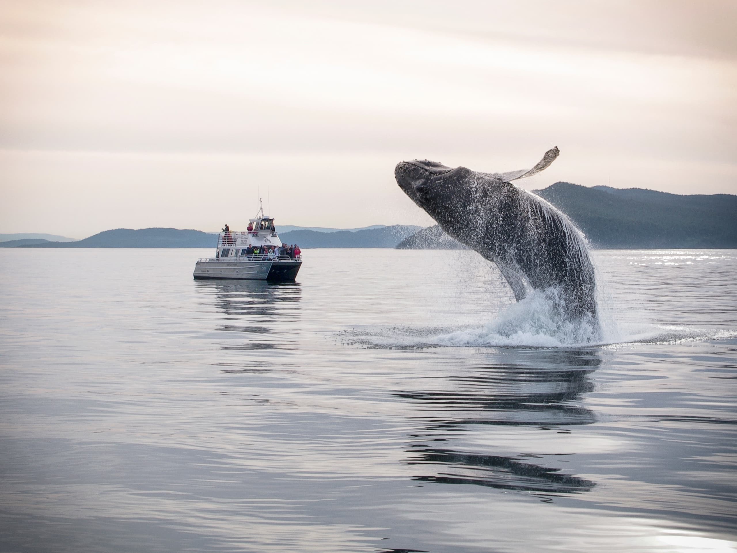 Whales and Wildlife Watching Tour in Seattle, WA