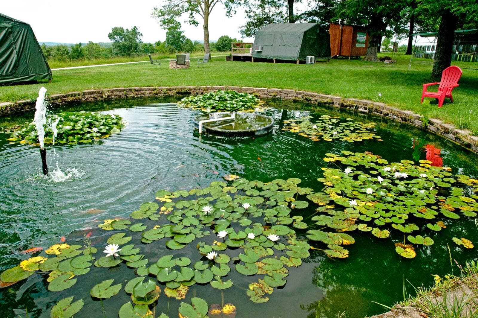 Wildlife & Camping at Turpentine Creek Wildlife Refuge