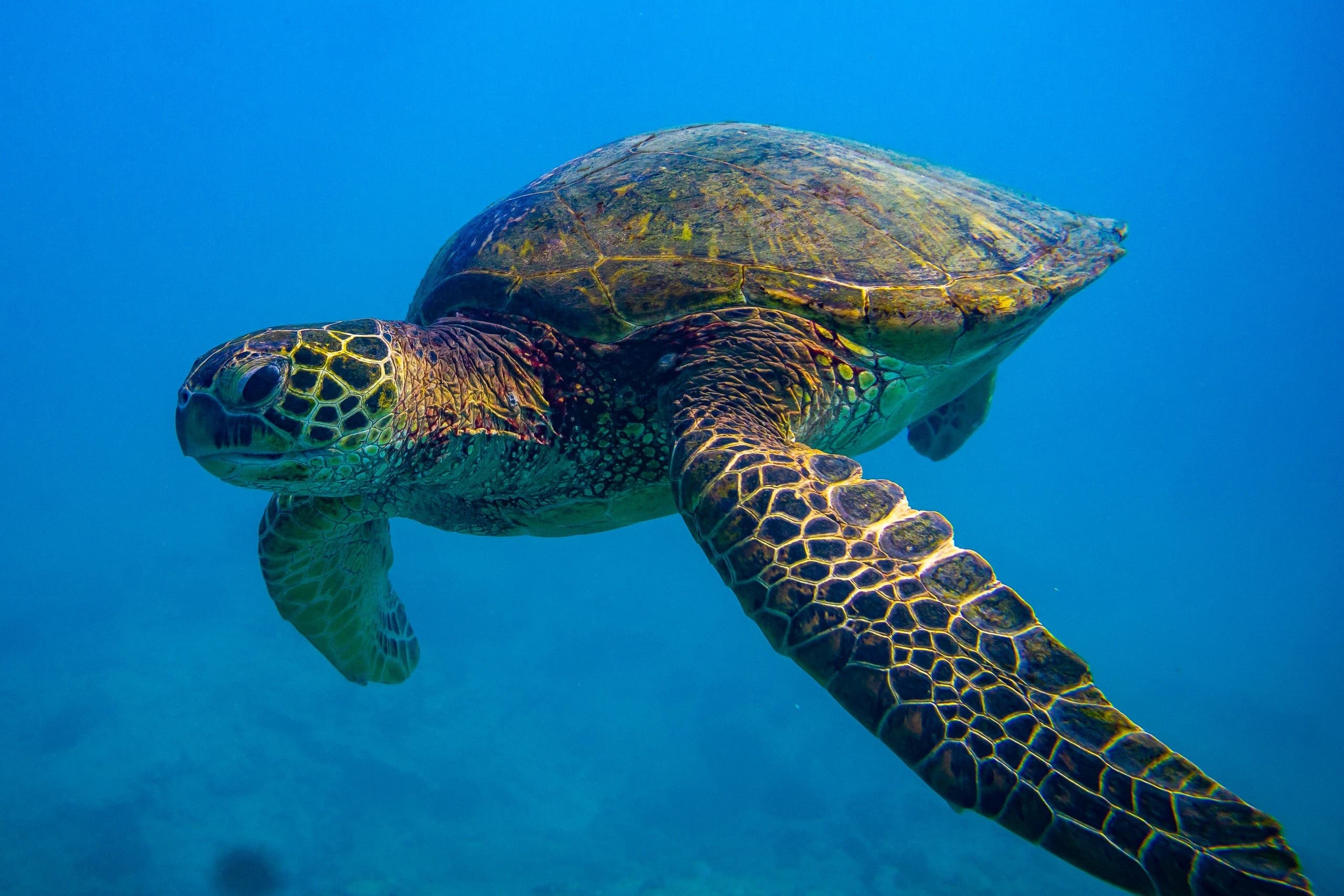 Snorkeling Adventures with Big Kahuna Water Sports in Honolulu