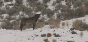 Winter Wildlife Watching with Sunrise Wolves in Yellowstone