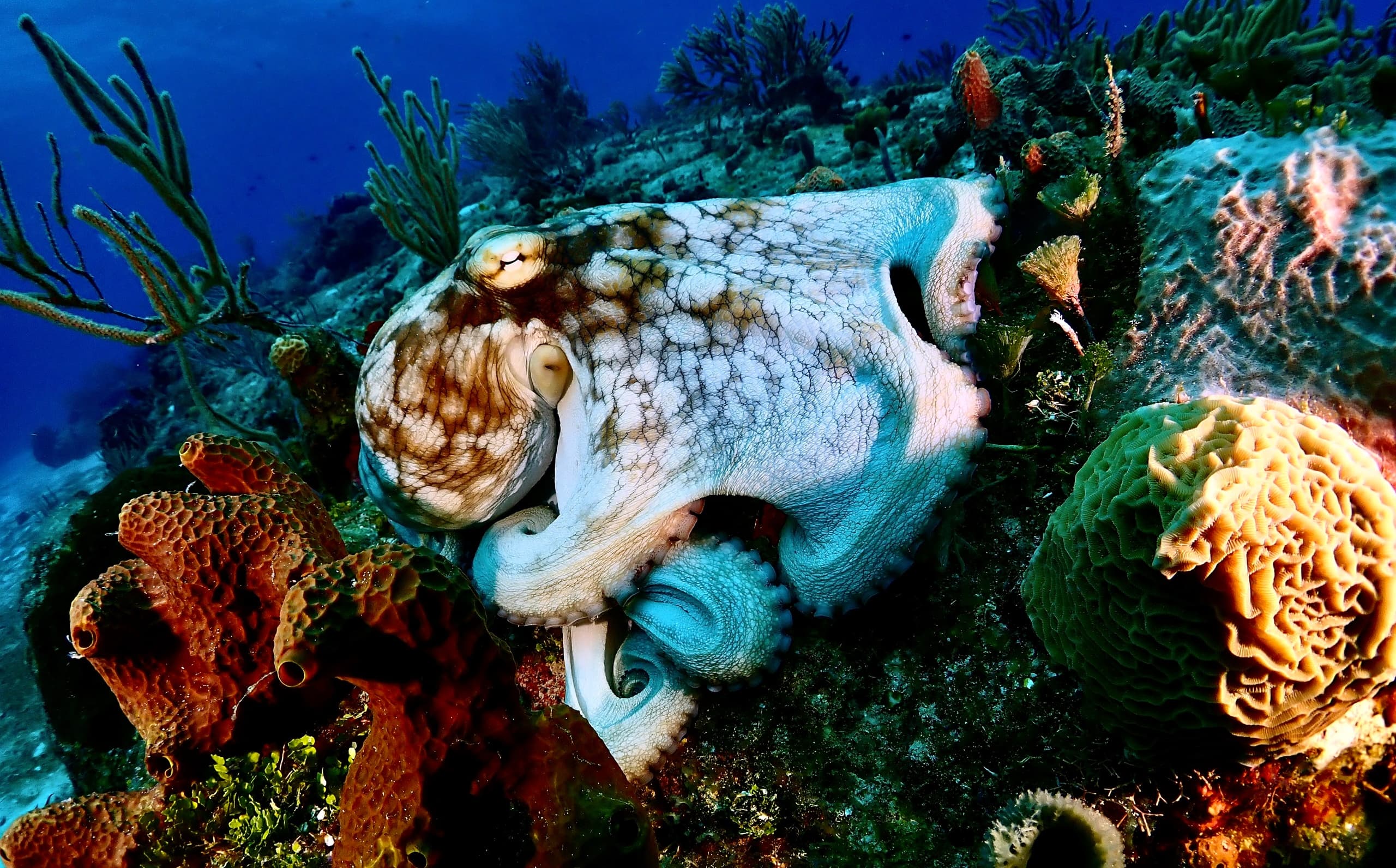 Night Dive Adventure with Mexidivers Tulum