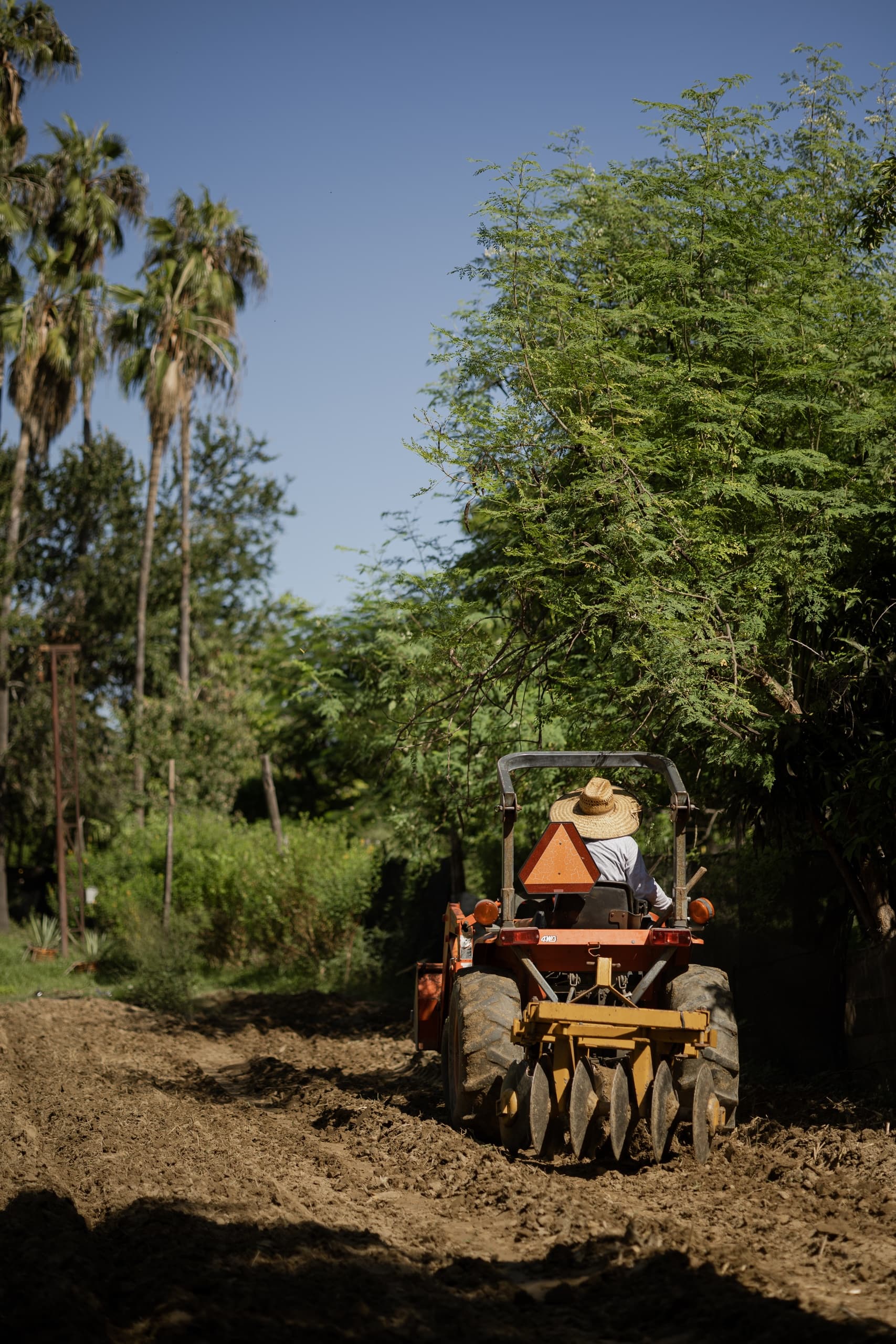Farm-to-Table Vegan Cooking Class at Tamarindos in San José del Cabo