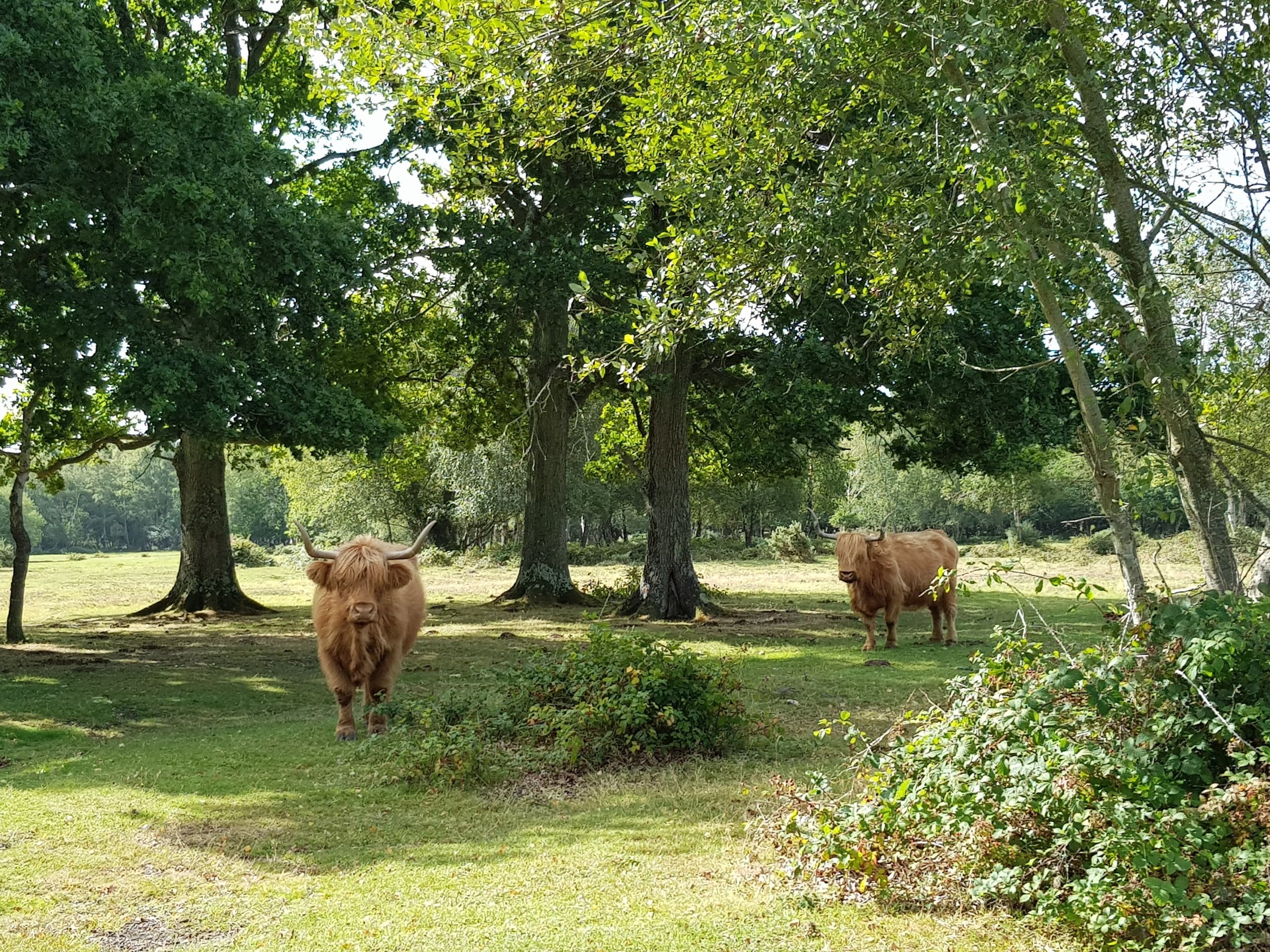 Forest Awakening: Spring Guided Walks in the New Forest photo 3