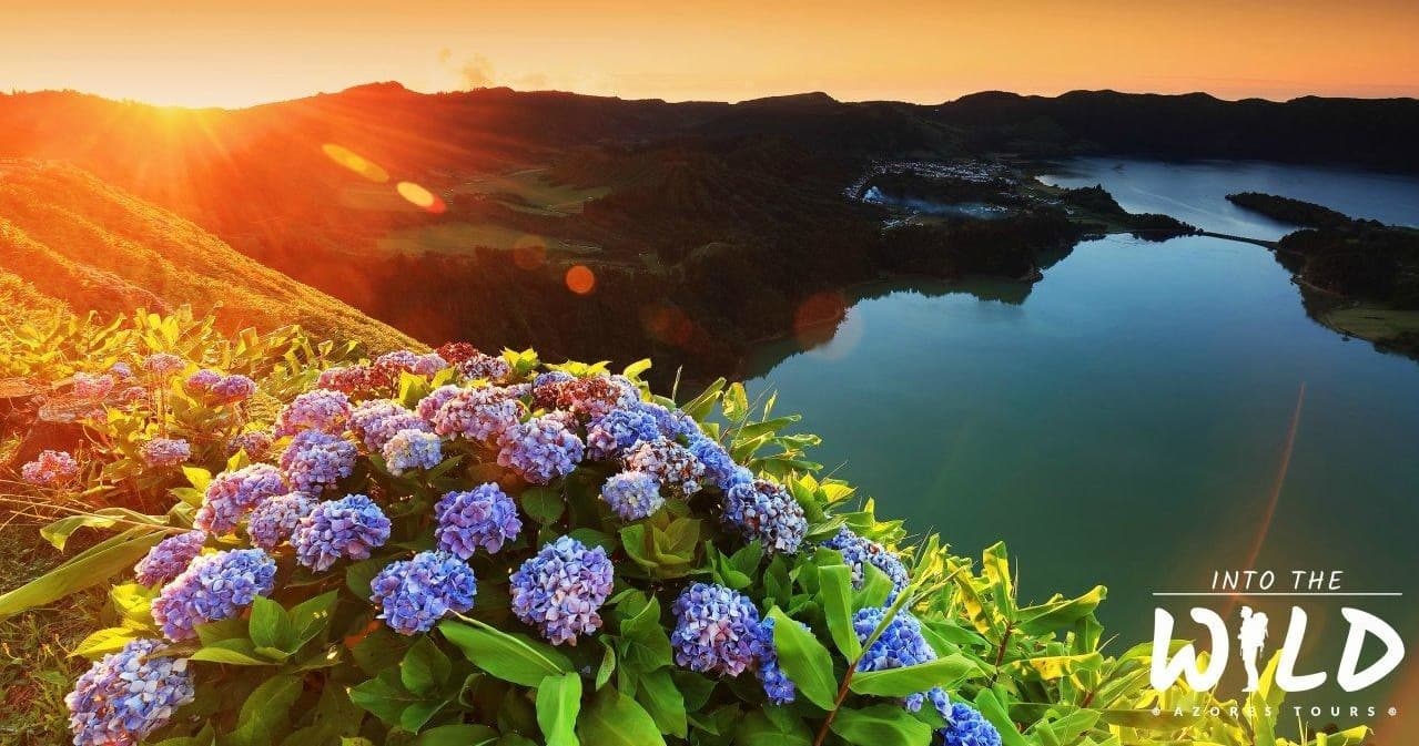 Lakeview sunrise with hydrangeas overlooking crater lake