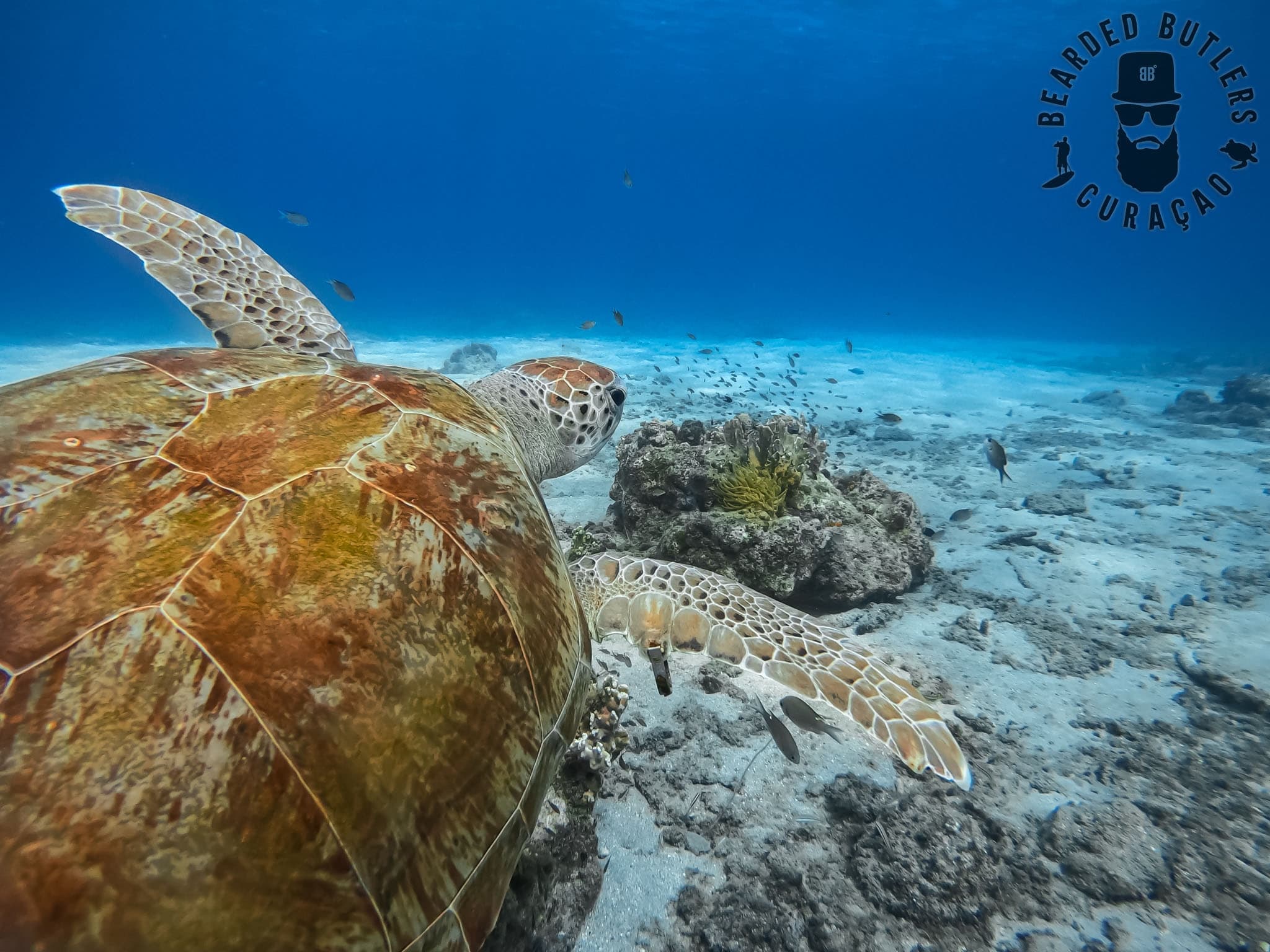 Curaçao Beach Adventures with Bearded Butlers Curacao in Jan Thiel