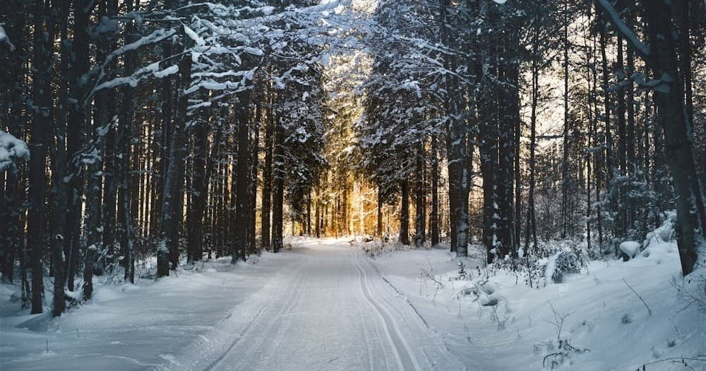 Learn to Mush: Dog Sledding Adventure in Fairbanks, Alaska