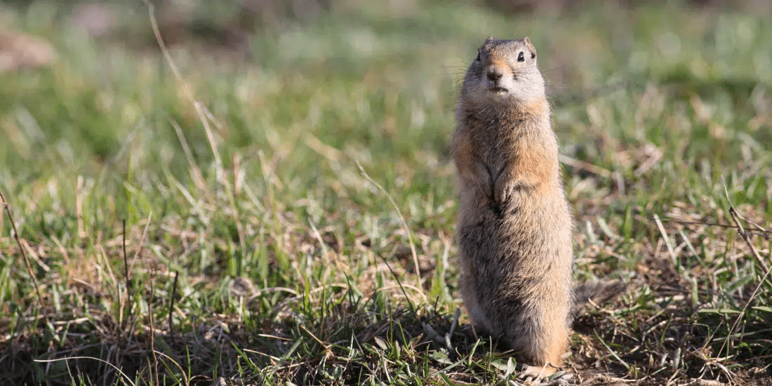Yellowstone & Grand Teton Adventure with Yellowstone Safari Company