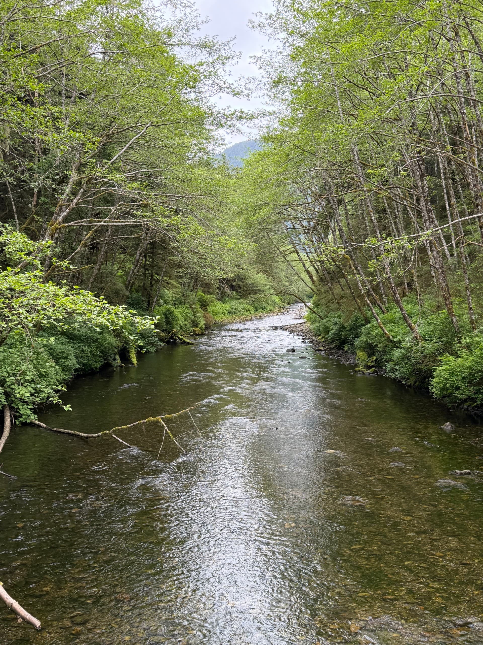 Rainforest Trails and Bear Country: Guided Hikes with Private Tours in Sitka, Alaska photo 2
