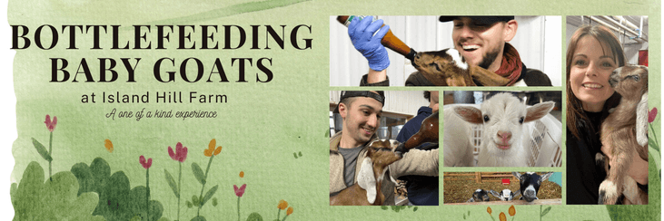 Baby Goat Bottle Feeding - Member