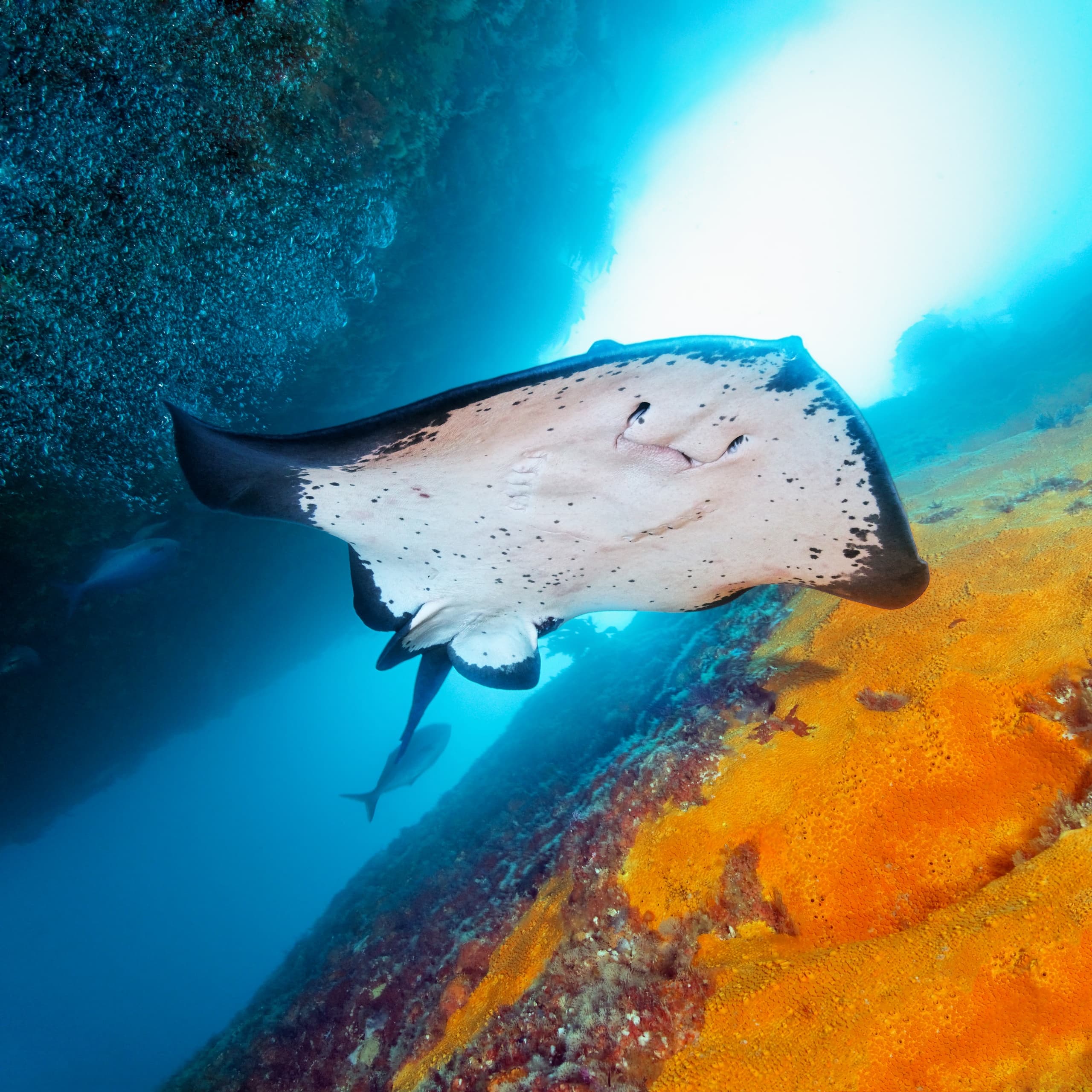 Poor Knights Islands Diving: Two Dives Through Volcanic Arches, Caves & Kelp Gardens photo 3