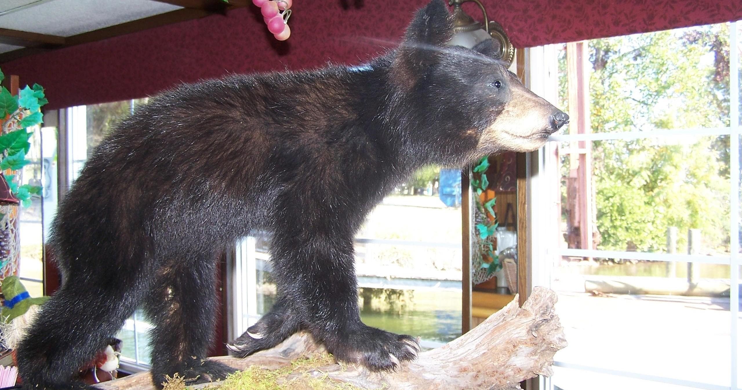 Explore Smith Mountain Lake with Wildlife Wednesday Lunch Cruises