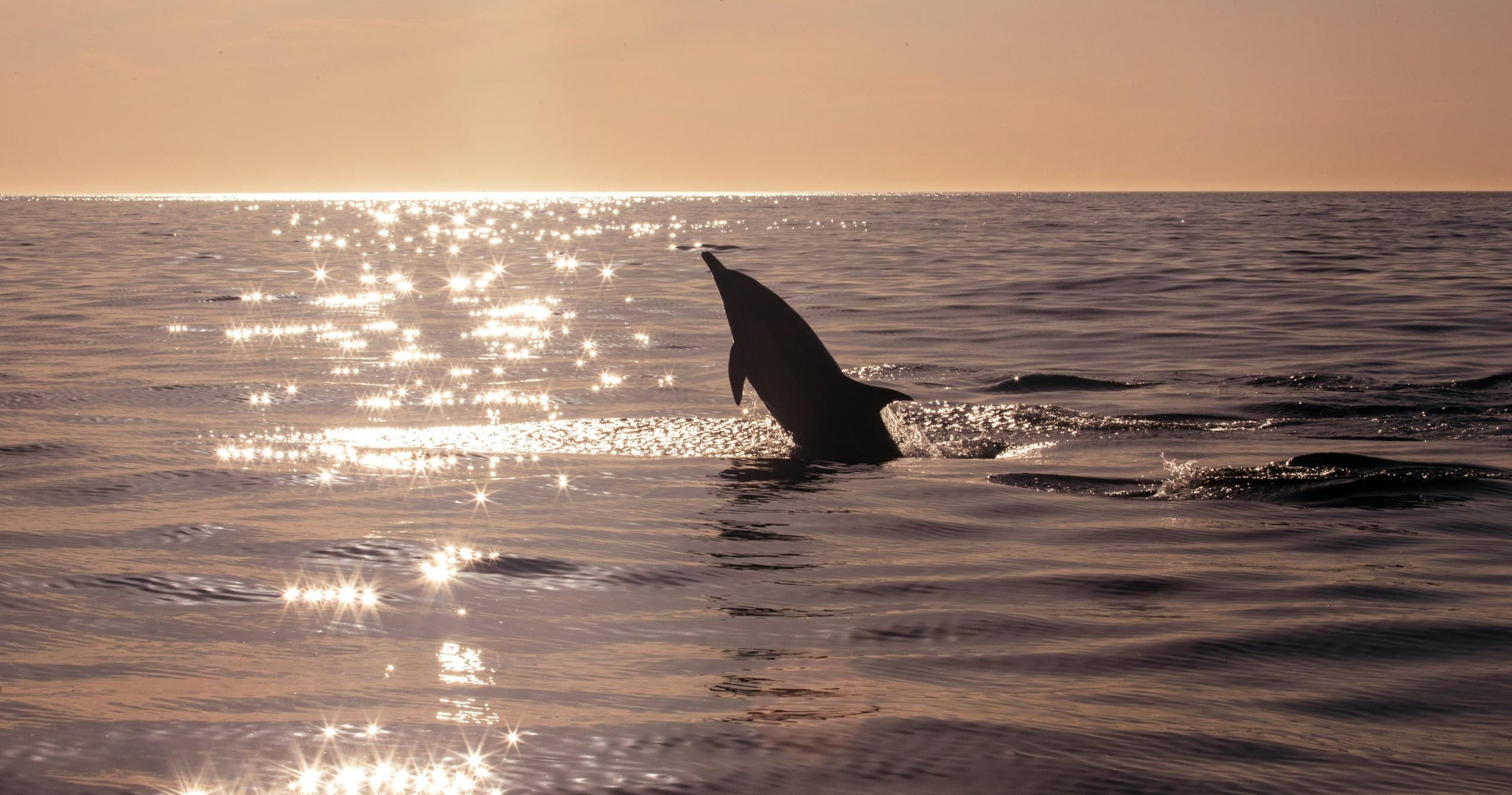 Dolphin tail breaking ocean surface at sunset in Gulf waters