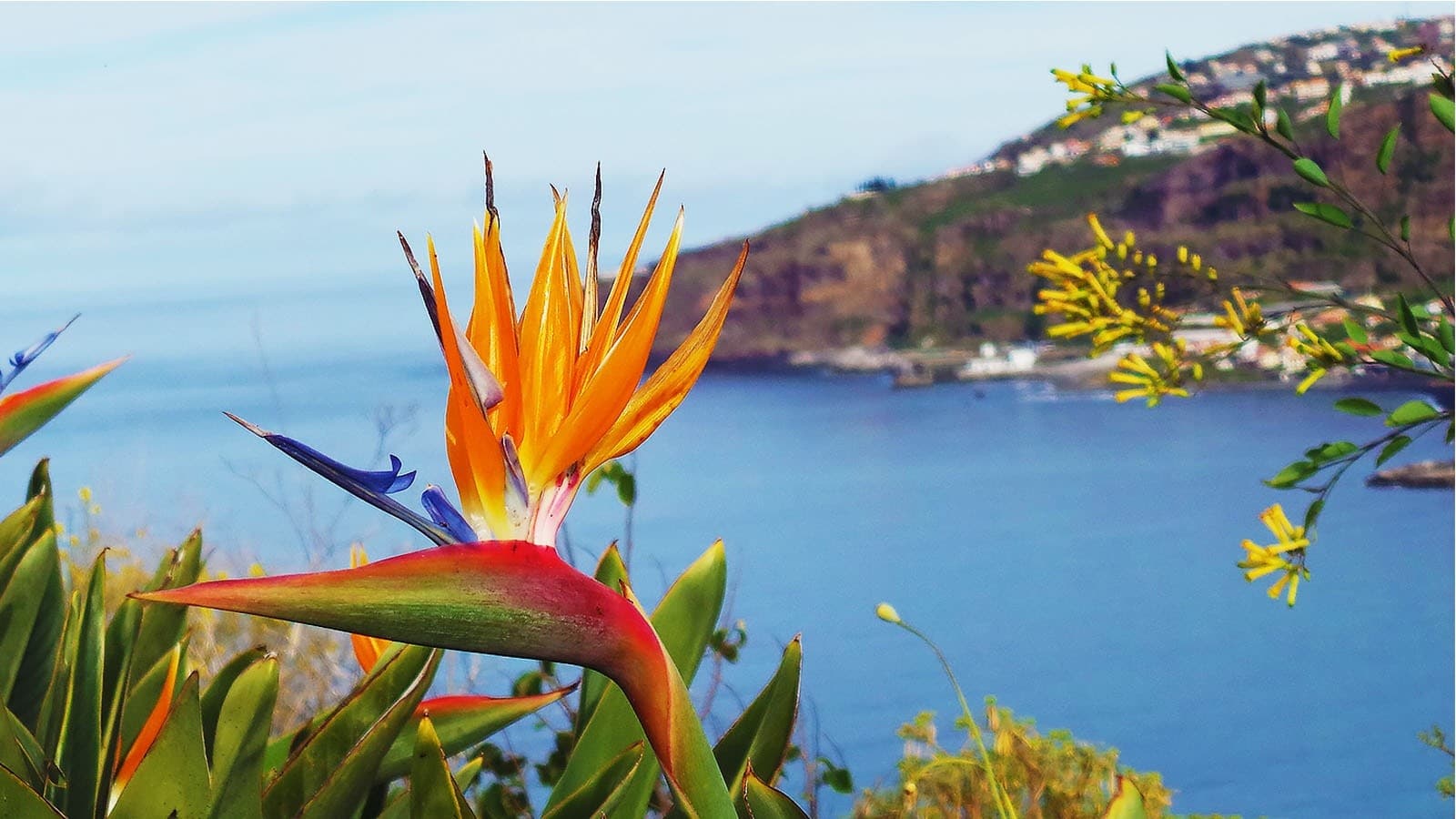 Madeira 4x4 Tour: Ecological Park, Levada Walks & Traditional Tastings
